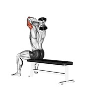 sjedeće ispružanje tricepsa s bučicom na klupi — fitness vježba
