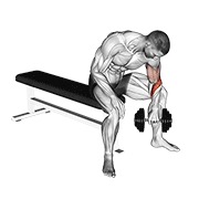 sjedeći koncentrirani pregibi obrnutim hvatom s bučicom — fitness vježba