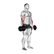 stojeći obrnuti pregibi s bučicama — fitness vježba