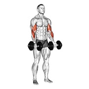 zottman pregibi s bučicama — fitness vježba