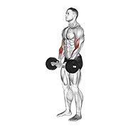 čekić pregibi s olimpijskom šipkom — fitness vježba