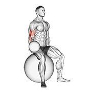sjedeći pregibi za biceps s opterećenjem (na lopti za stabilnost) — fitness vježba