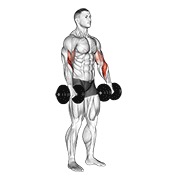 obrnuti pregibi bicepsa s bučicama — fitness vježba