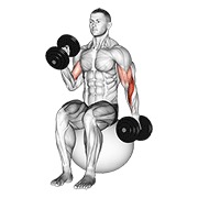 sjedeći naizmjenični pregibi čekićem s bučicama na lopti za vježbanje — fitness vježba