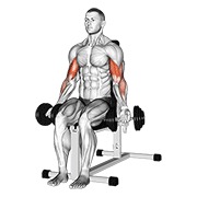 sjedeći biceps pregibi s bučicama — fitness vježba